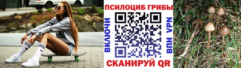 Псилоцибиновые грибы Psilocybe  Купить где  Камышлов 